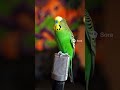 This parakeet can RAP?! 🐦🎤 #Funny #Music #Birds #AI
