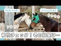 緊張の瞬間👀相性チェック!その結果は…❓|TCCホースVlog #ヴェローナシチー #メイショウナルト