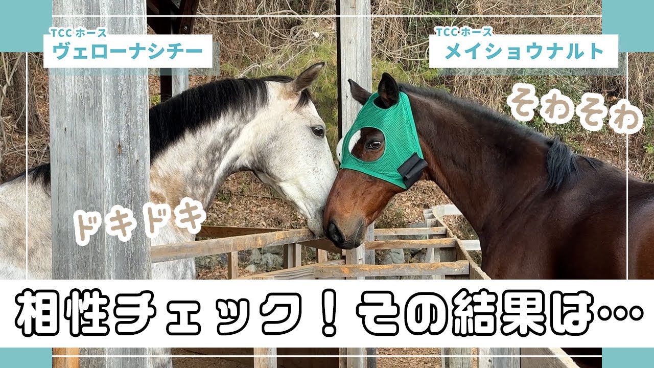 緊張の瞬間👀相性チェック!その結果は…❓|TCCホースVlog #ヴェローナシチー #メイショウナルト