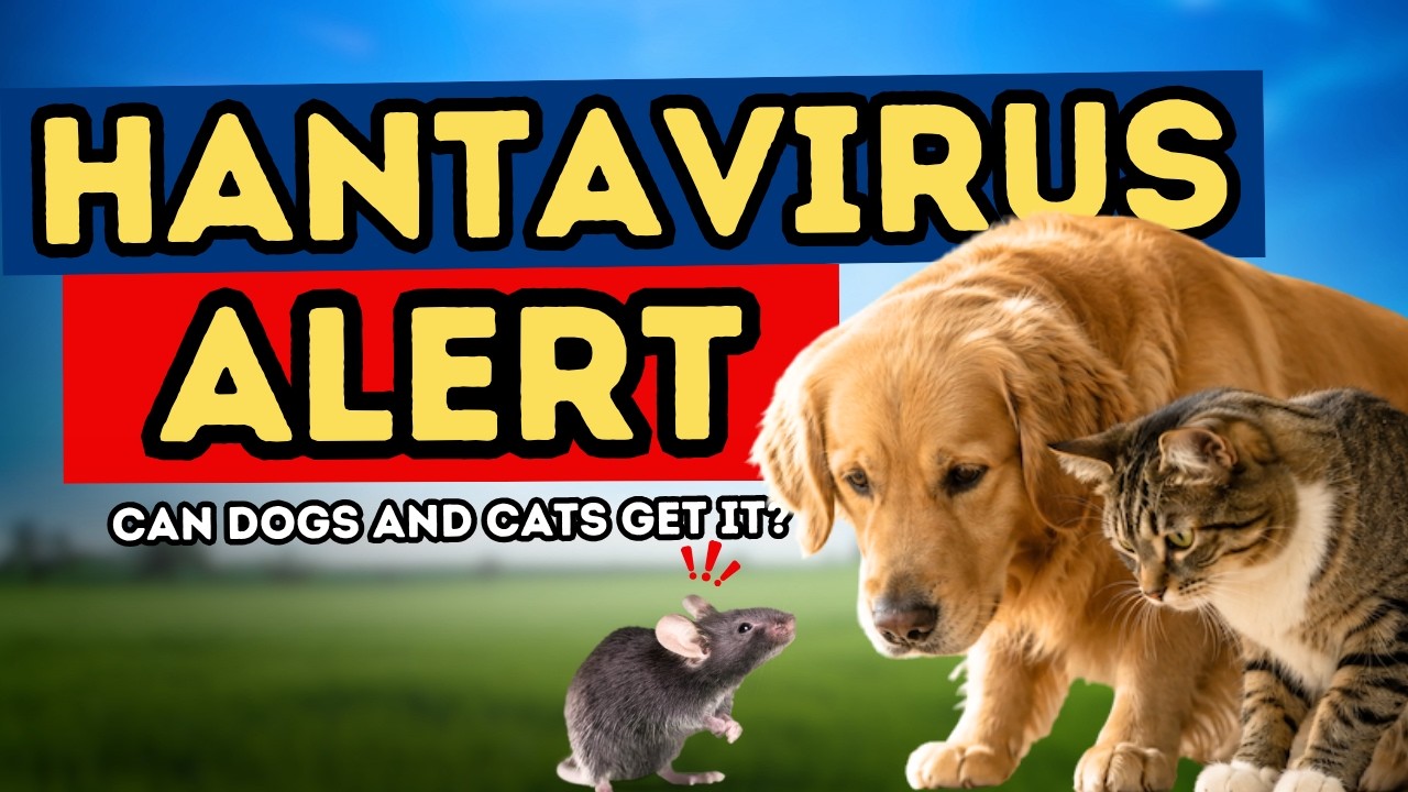 What is HANTAVIRUS, and can it affect our PETS?