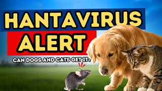 What is HANTAVIRUS, and can it affect our PETS?
