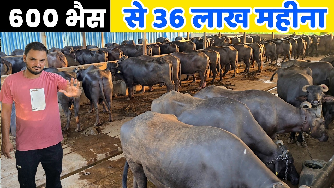 600 भैंसों से 36 लाख महीना | 🐃 Buffalo Farming in India