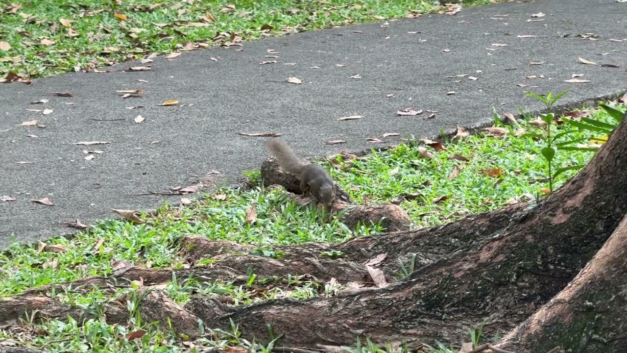 Squirrel at Labrador Park 2
