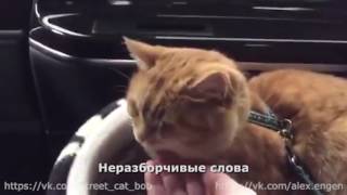 Боб счастливо спит и смотрит в окно. Боб счастливо спит и смотрит в окно.