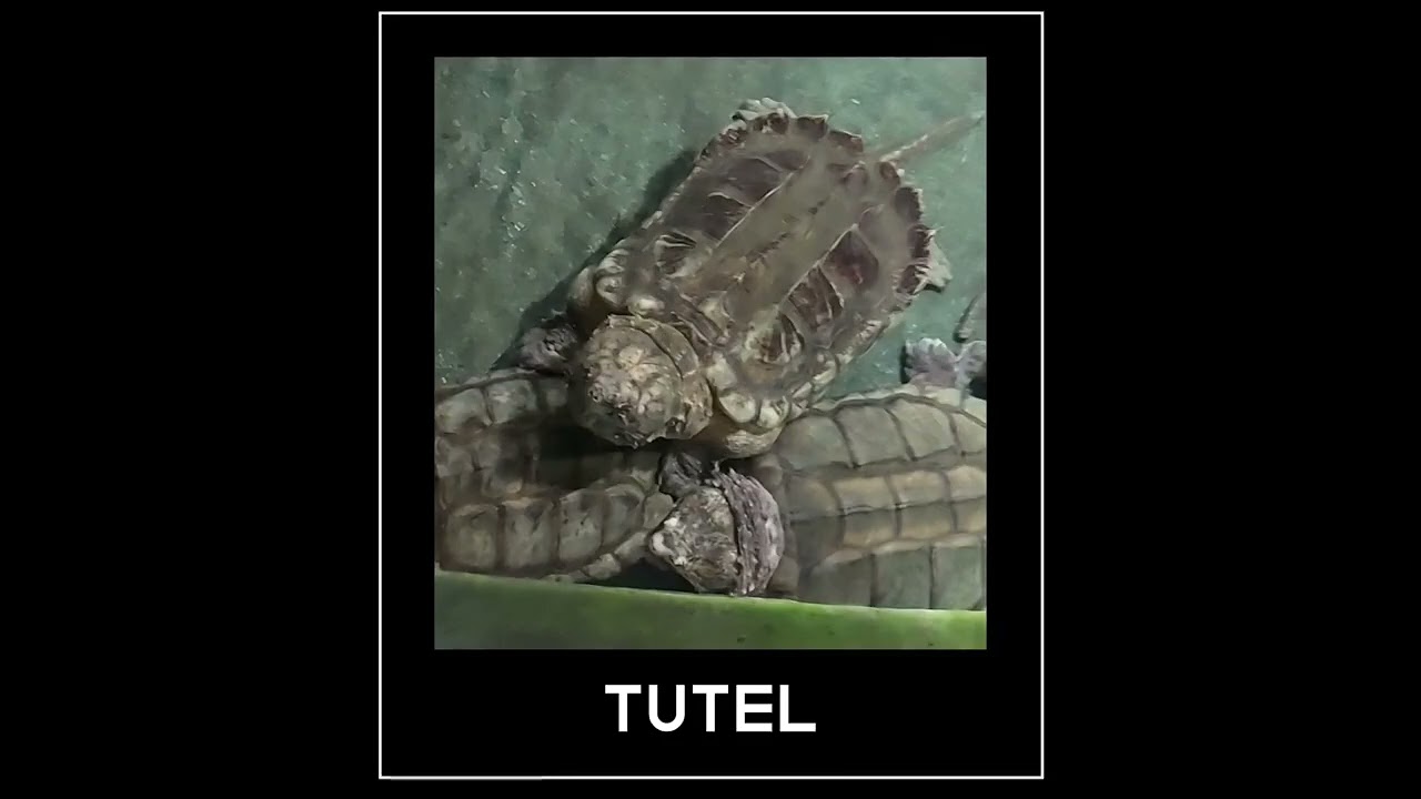 Tutel (dangerous)