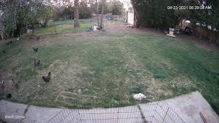 Foxes chase the backyard chickens