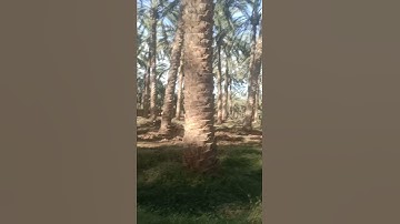 والنخل باسقات لها طلع نضيد (إسلام صبحي) من سورة ق 🌹🥀 الدوسن أولادجلال ♥️🌹🥀