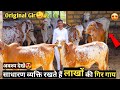 लाखों की कीमत की गीर गायों का संवर्धन || शानदार गिर नस्ल 😍|Top Gir cow farm of Gujarat