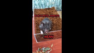 Black Metal Hamster: Over The Edge