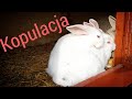 KOPULACJA 10 TYG. KRÓLIKA😜Karmienie, Oddzielanie matki od młodych, sprzedaż królików.🐰🐇