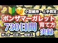 【マーガレットの育て方２年間】上手剪定パパッとイッキ見・2年前の植付け〜現在（挿し芽・植替え・サイズダウンまでも簡単説明）