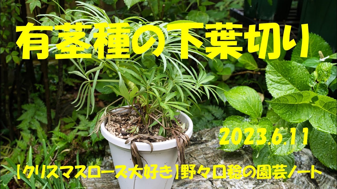 20230611 有茎種の下葉切り - YouTube
