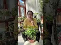 Flower Gardening: Ultimate Tips for Beginners