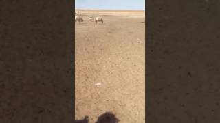 xalko paze kake tuzcu