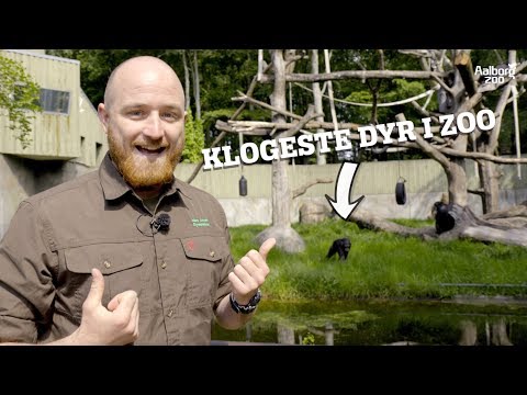 PARFUME TIL LØVERNE | DE KLOGESTE DYR I ZOO, FØRSTE DEL |  AALBORG ZOO VLOG 04