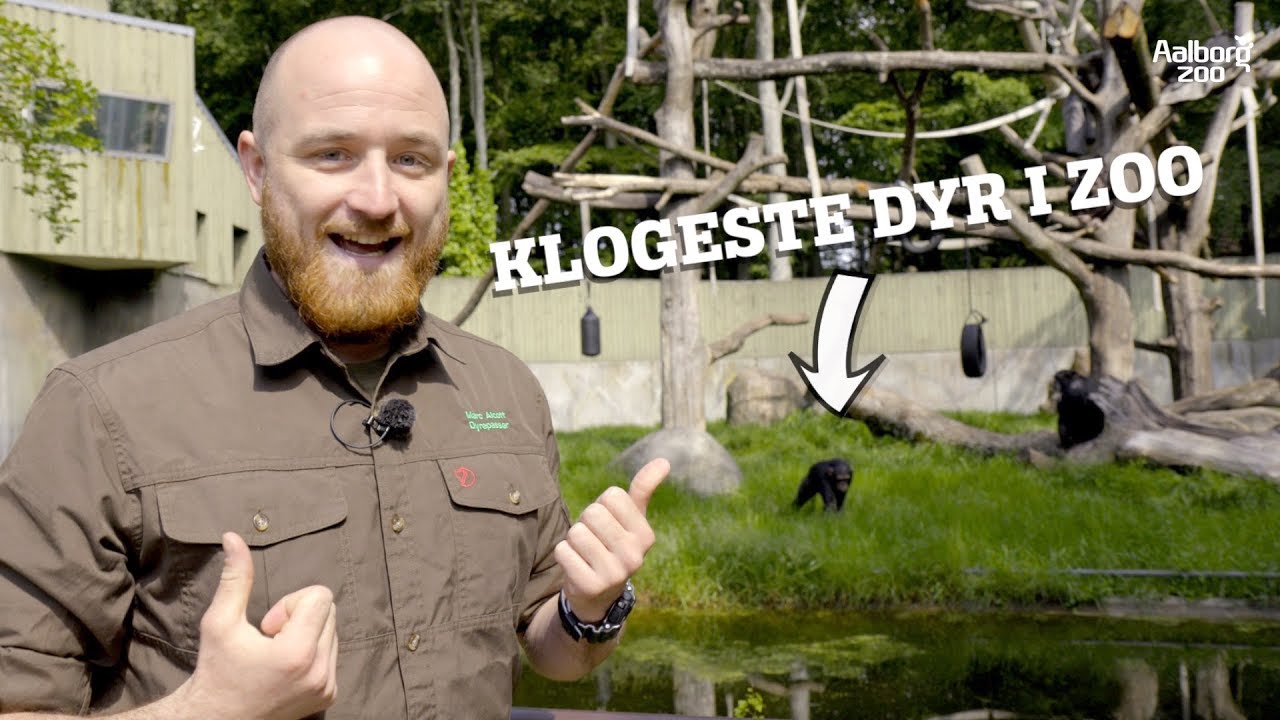 PARFUME TIL LØVERNE | DE KLOGESTE DYR I ZOO, FØRSTE DEL |  AALBORG ZOO VLOG 04