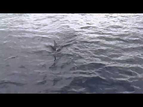 Sailfish released from longline using illegal live bait. - YouTube