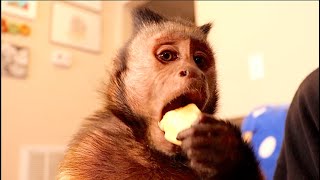 Monkey Inhales Banana! Monkey Inhales Banana!