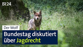 Der Wolf: Bundestag Diskutiert Über Jagdrecht Br24