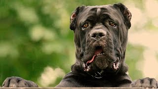 CANE CORSO