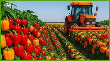 How 6.8M Colorful Bell Peppers Are Grown, Harvested & Sorted by Machine | Agriculture Technology