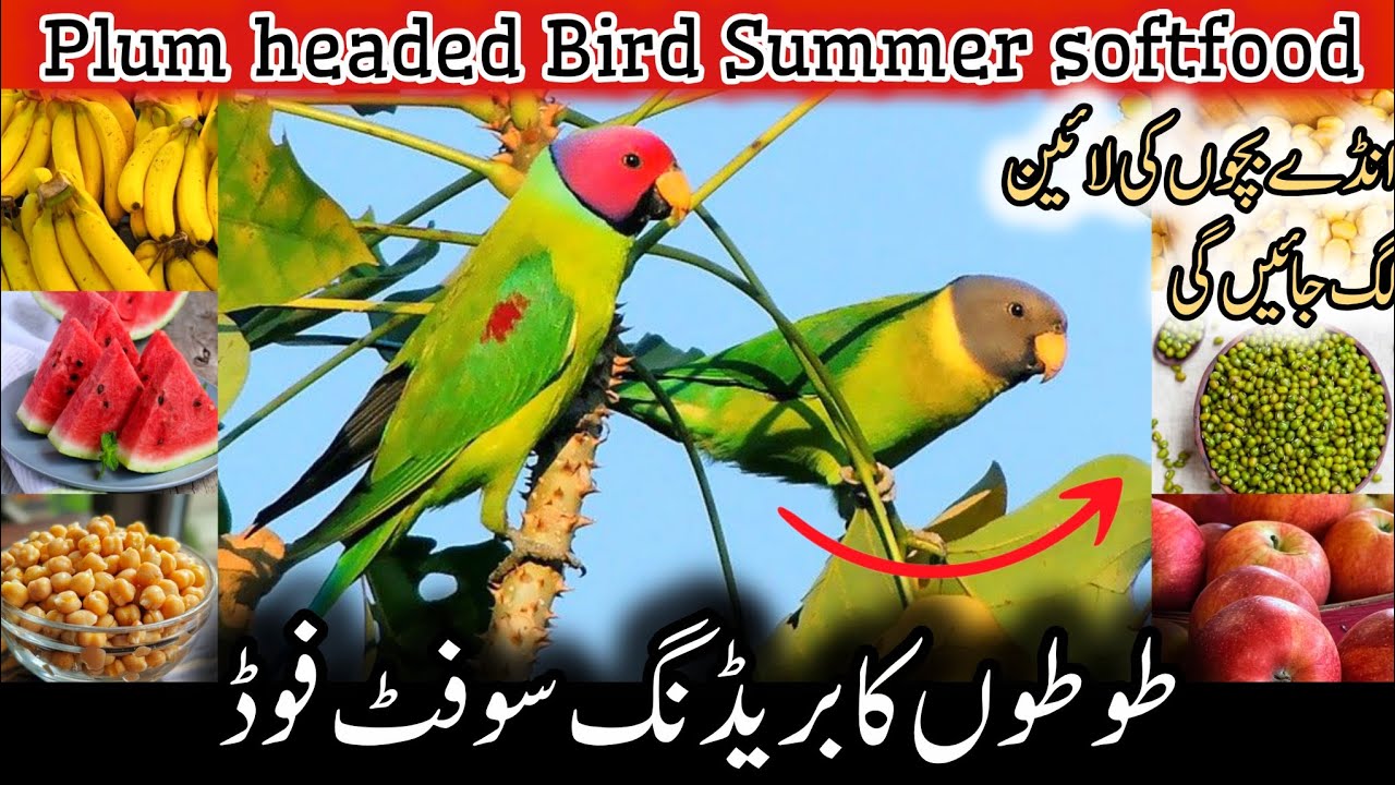 Plum headed parakeet Best summer Soft food