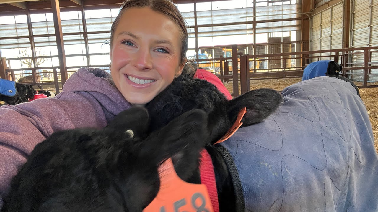 Daily Afternoon Calf Barn Routine 🐄 + Fall Tillage Highlights 🚜 ...
