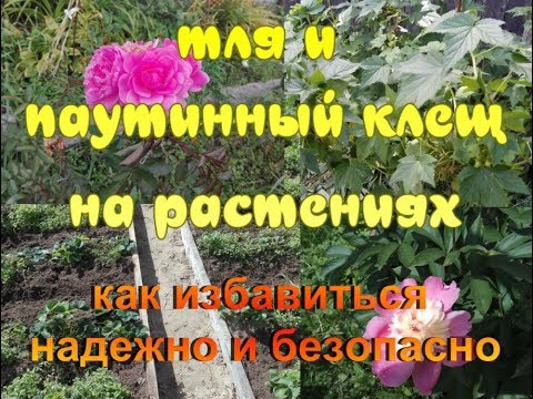 КАК ИЗБАВИТЬСЯ ОТ ТЛИ И ПАУТИННОГО КЛЕЩА? БЕЗОПАСНОЕ И ЭФФЕКТИВНОЕ ...