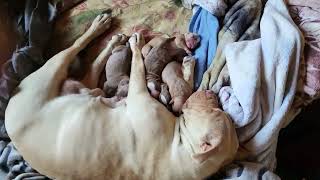 Momma & Babies ( Pit Bull )