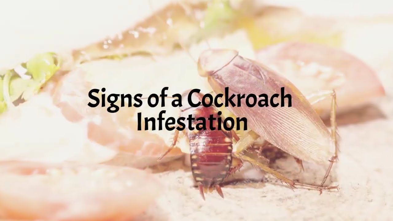 Cockroach Control Brisbane | Fast & Family-Safe Cockroach Removal by Safe Pest Control