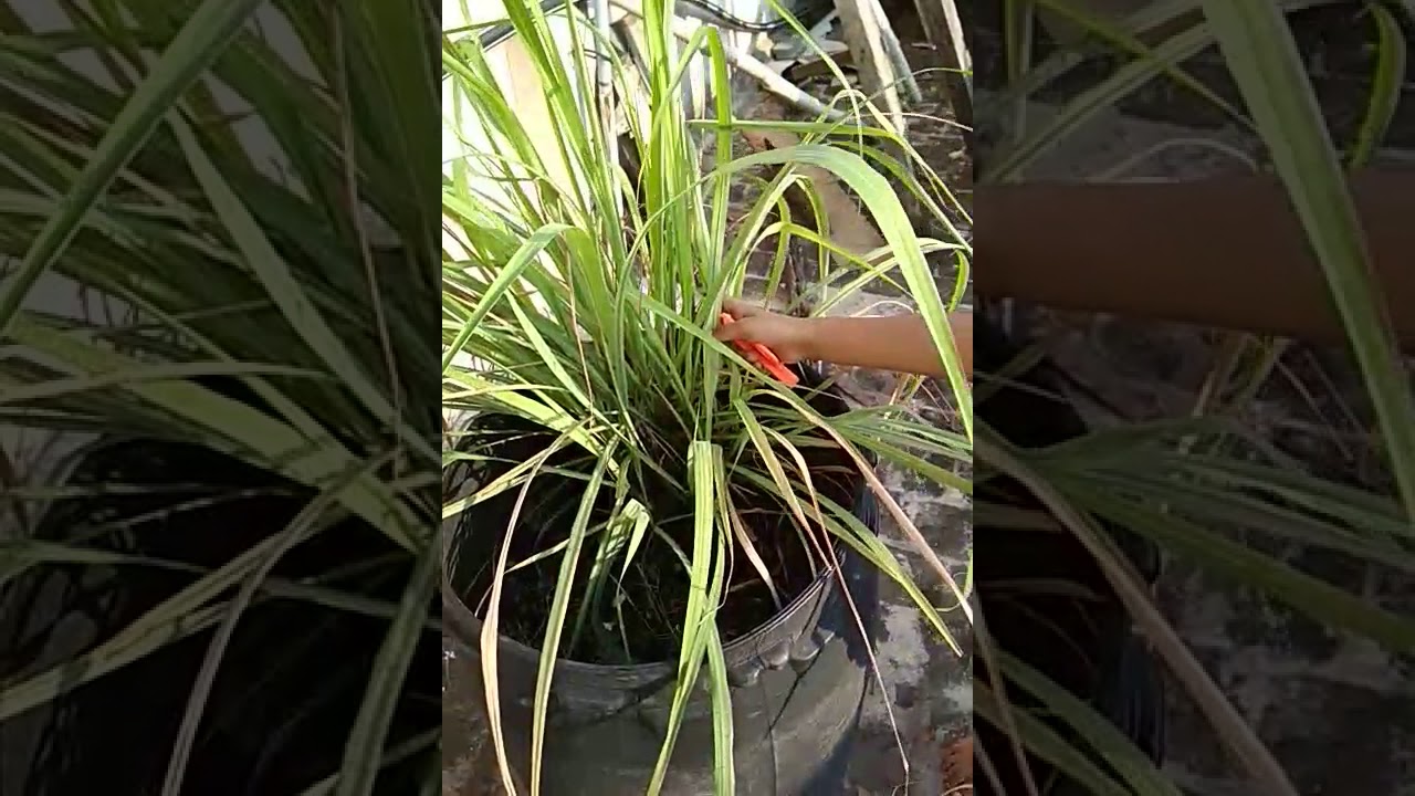 Lemon Grass Pruning YouTube Lemon Grass Pruning YouTube