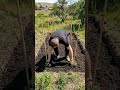 This Vertical Tomato Garden Is Incredible