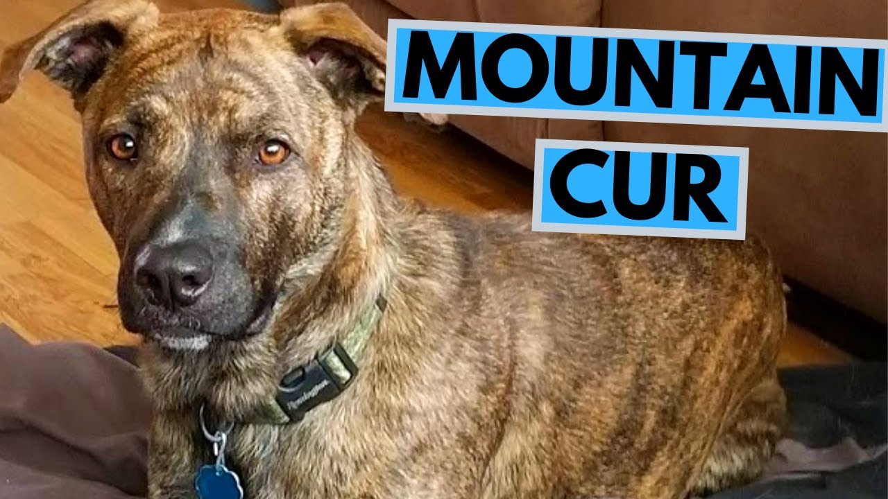 Are Mountain Curs Good House Dogs?