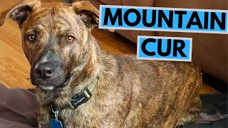 Mountain Cur Dog Breed  Facts and Information