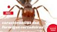 A Importância das Formigas na Ecologia ile ilgili video