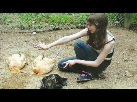 वीडियो: चिकन को सम्मोहित कैसे करें: 10 कदम (चित्रों के साथ)