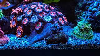 Test @MogsysAquarium