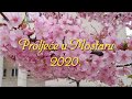 Proljee u mostaru 2020