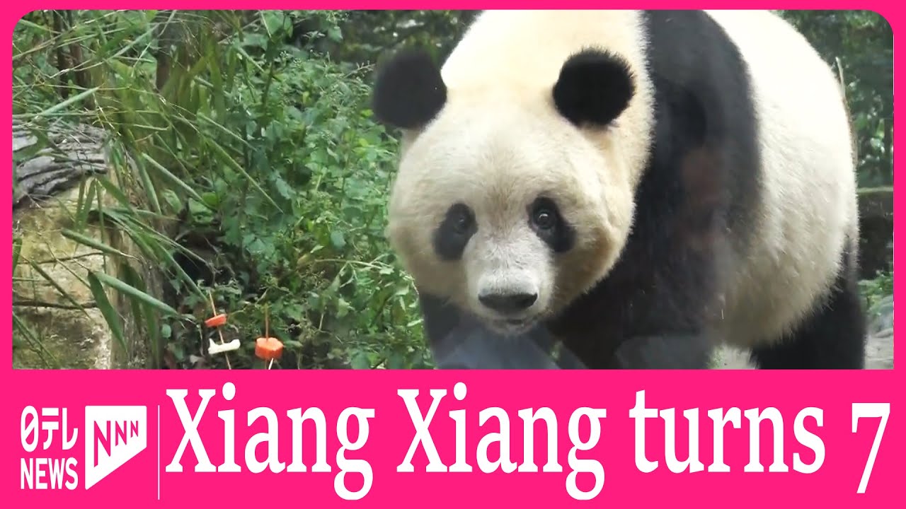 Xiang Xiang’s birthday in China - YouTube
