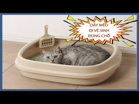 Video: 3 cách huấn luyện mèo con đi ị vào vị trí của nó