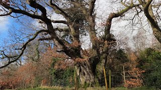 Oak Trees of Ireland - The Great Sessile Oak by RoundTower Productions 66 views 2 months ago 6 minutes, 58 seconds