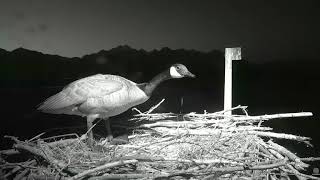 Goose Attempts Takeover - Osprey nest - Charlo, MT - April 26, 2018