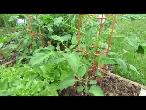 Video: Potetbladtomatplanter - hvorfor er det potetblader på tomater