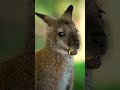 Dieser eiskalte Blick beim Snacken #archenoah #känguru #animals #gangsterparadise #nature #grömitz