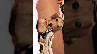 he’s too funny  #shorts #dachshund #funny #dog #fypシ #puppy #cute #crazydog #doggieshorts