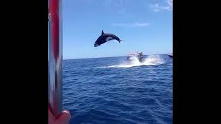 Viral video shows orca's stunning leap during dramatic dolphin hunt