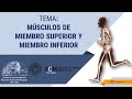 Aparato Locomotor  Músculos del Miembro Superior y Miembro Inferior