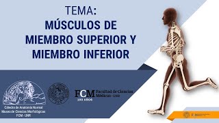 Aparato Locomotor  Músculos del Miembro Superior y Miembro Inferior