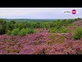 Insolite  un paysage de landes dans les yvelines