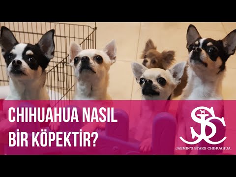 Video: Bir Chihuahua Nasıl Seçilir